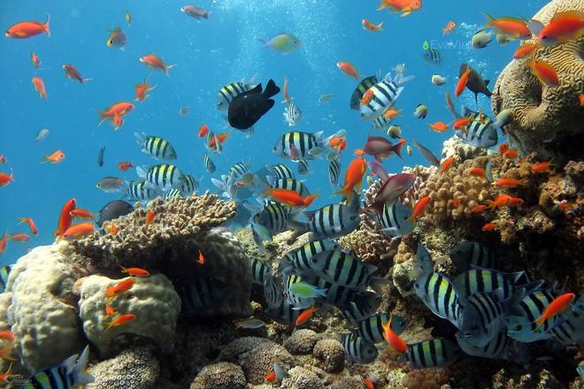 Đến Phú Quốc, du khách có thể tham gia hoạt động lặn để ngắm san hô, cá biển