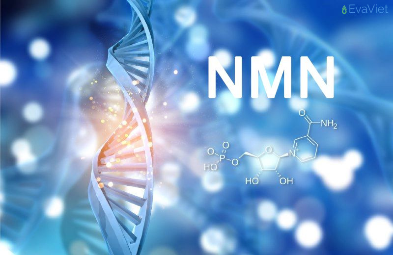 Thức uống NMN giúp tăng NAD+ từ đó tăng chuyển hóa năng lượng tế bào và phục hồi tế bào tổn thương
